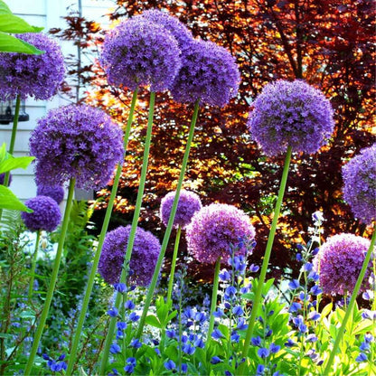 Allium 'Ambassador'
