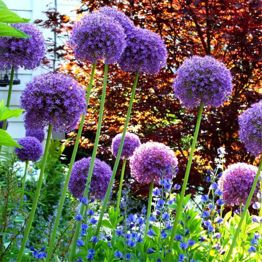 Allium 'Ambassador' – fall-planted flower bulb