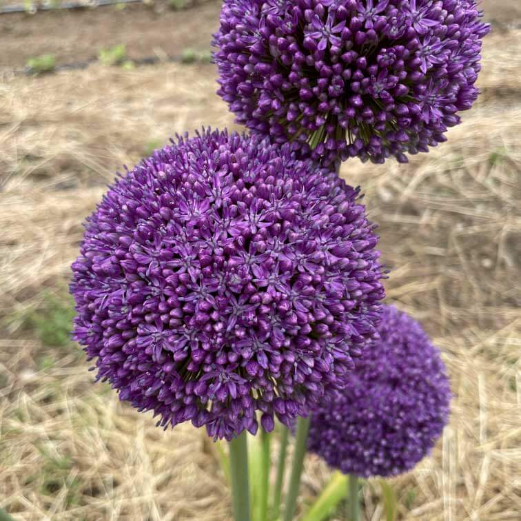 Allium 'Ambassador'