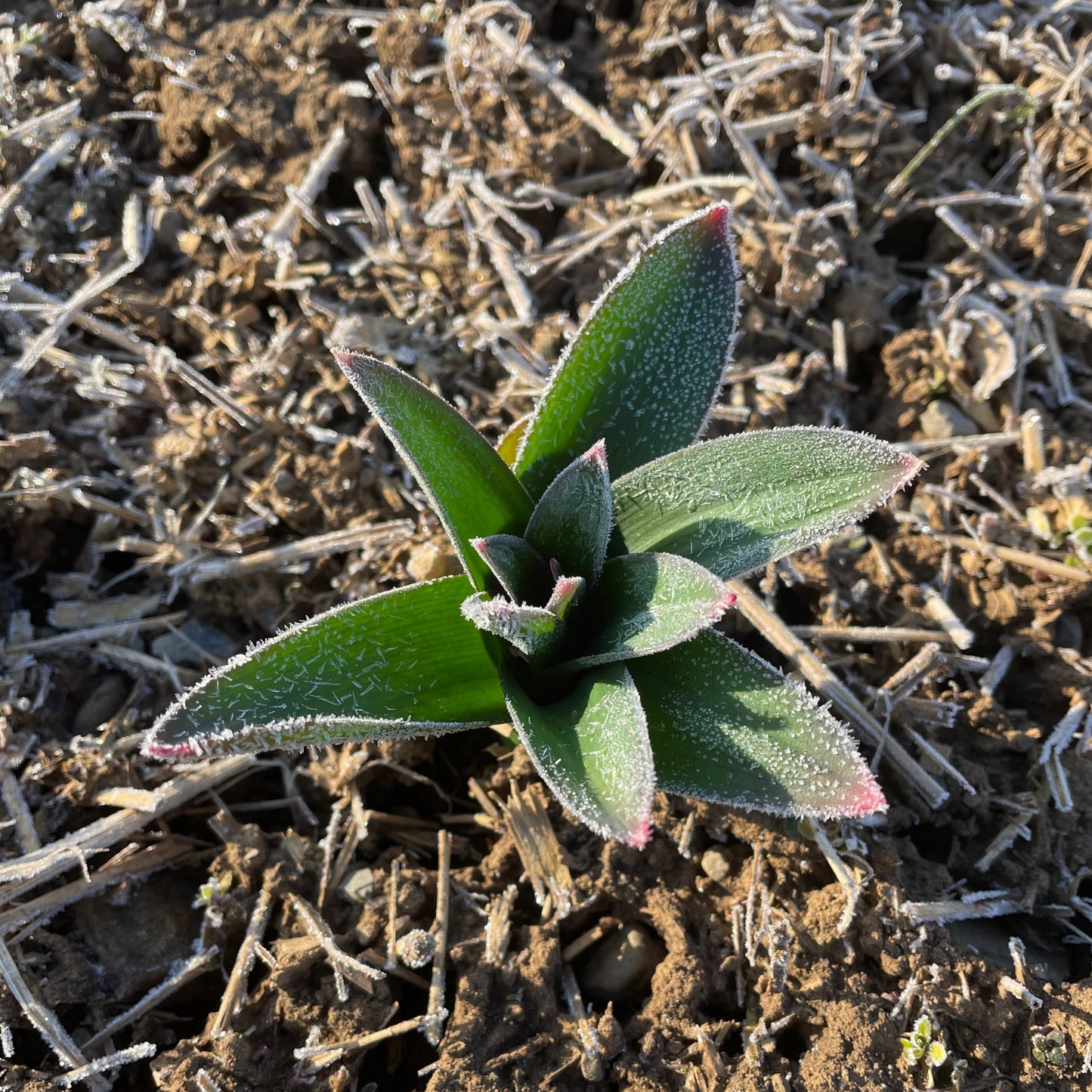 Allium 'Ambassador'