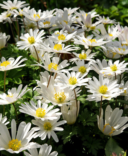 Anemone blanda 'White Splendor'