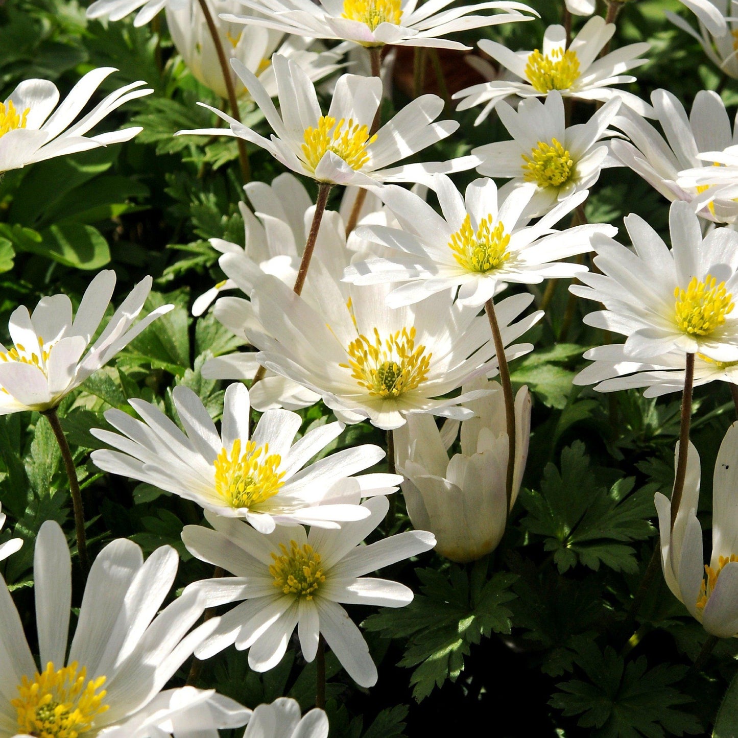 Anemone blanda "White Splendor" vendor-unknown