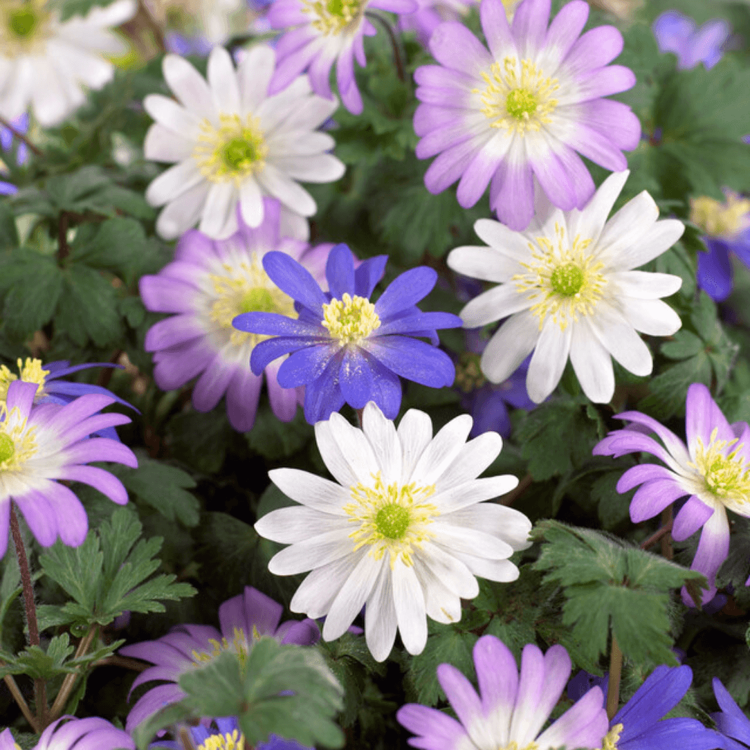 Anemone blanda 'Mixture'