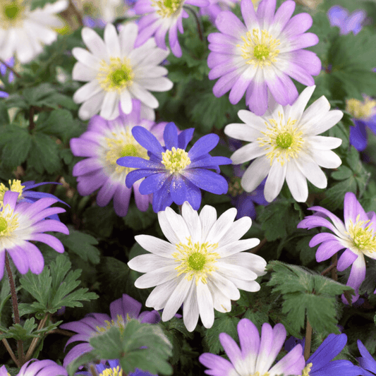Anemone blanda 'Mixture' – fall-planted flower bulb