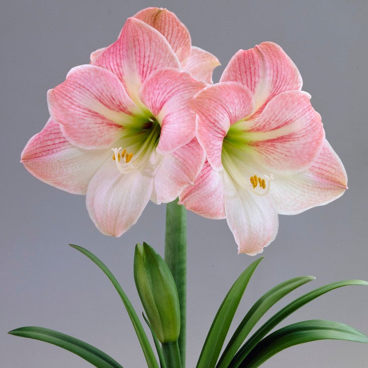 Dutch Amaryllis 'Apple Blossom'