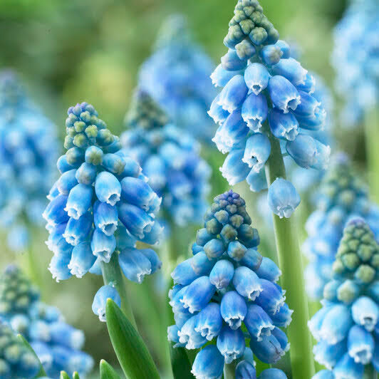 Muscari 'Atlantic'