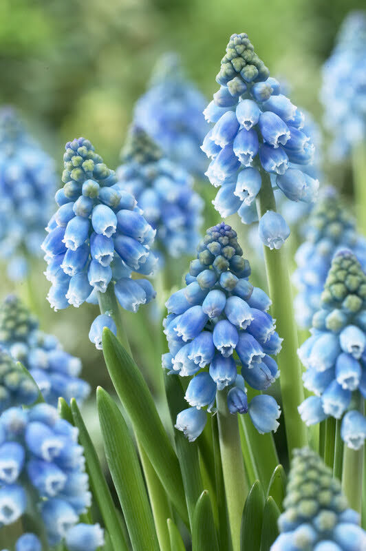 Muscari 'Atlantic'