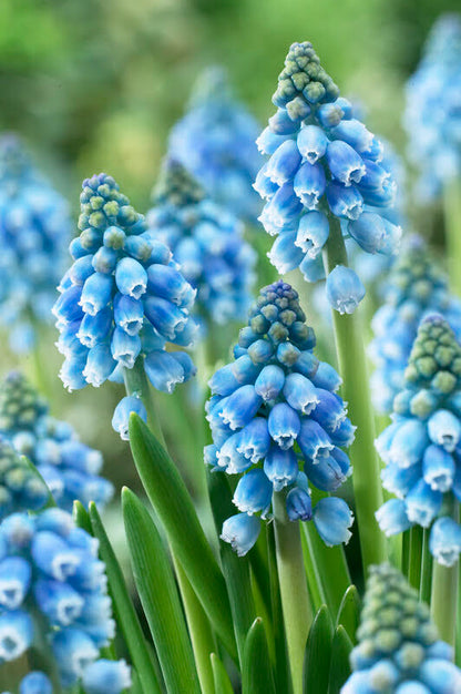 Muscari 'Atlantic'