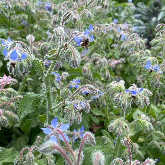 Borage – flower seed variety