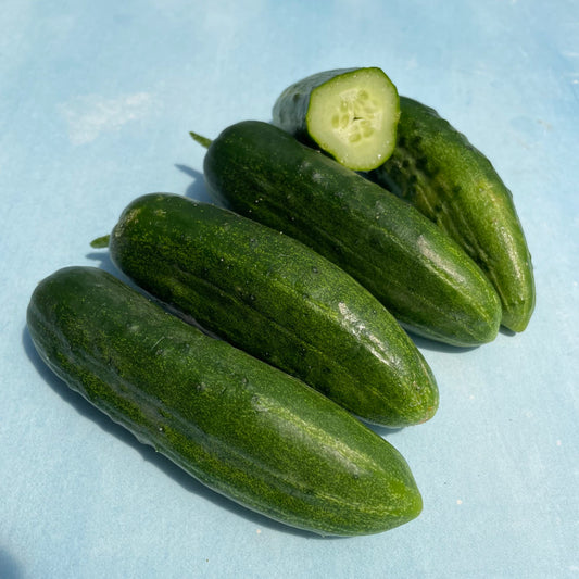 Ukrainian Slicing Cucumber – vegetable seed variety