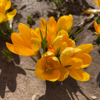 Dutch Large Flowering Crocus 'Golden Yellow'