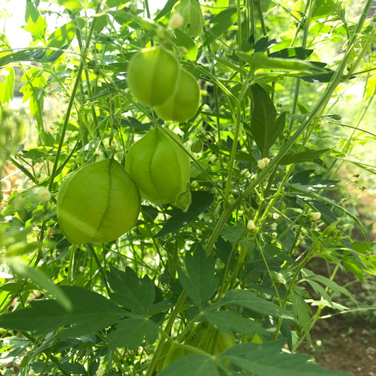 Balloon Vine – flower seed variety