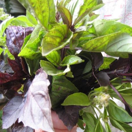 Basil Bouquet – herb seed variety