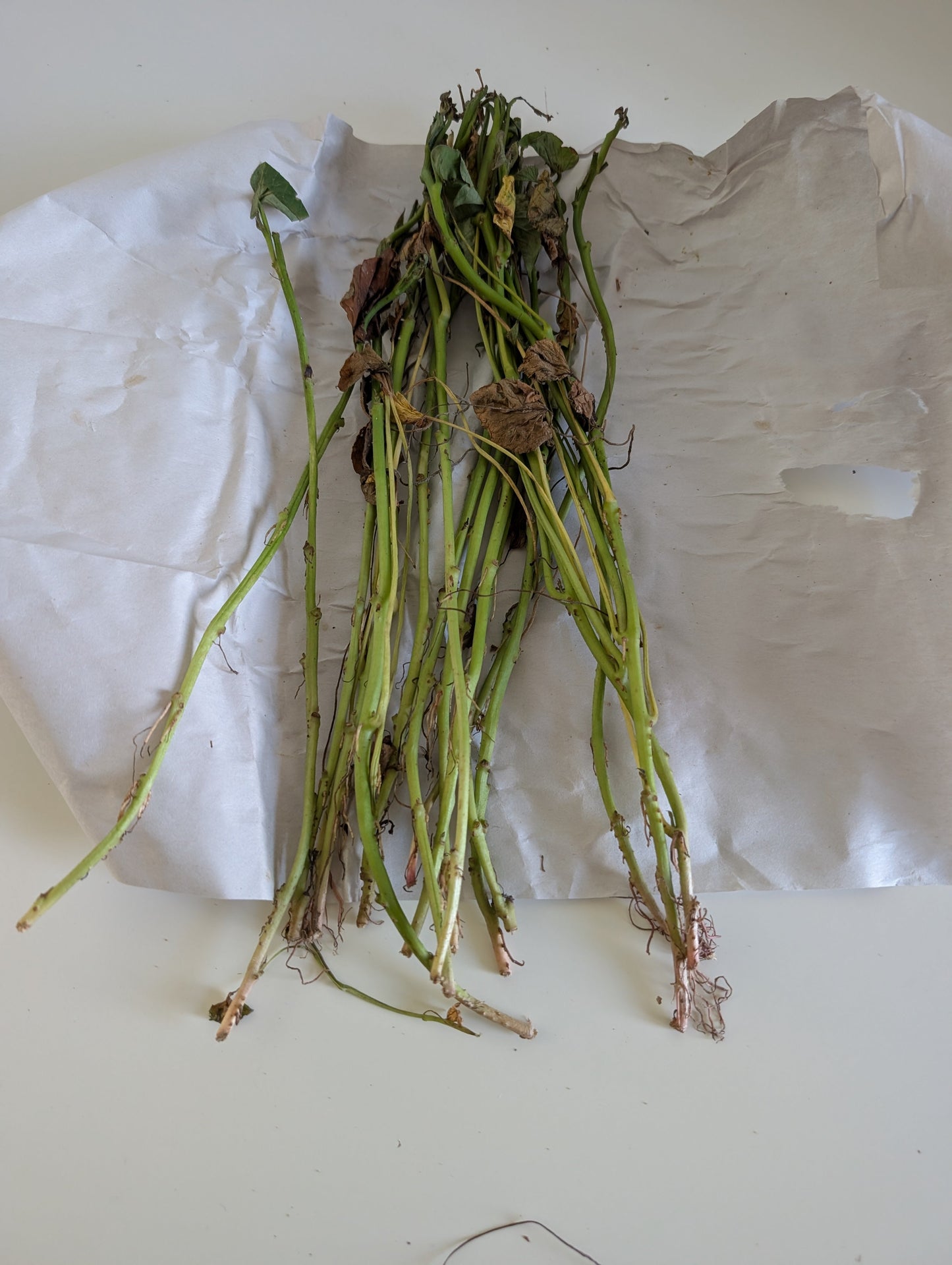 Bayou Belle Sweet Potato Slips