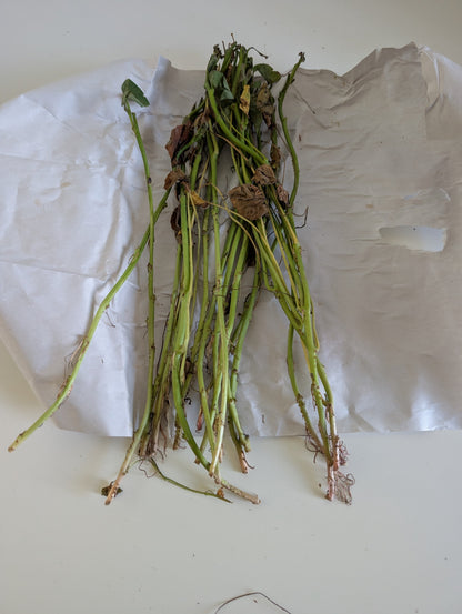 Bayou Belle Sweet Potato Slips