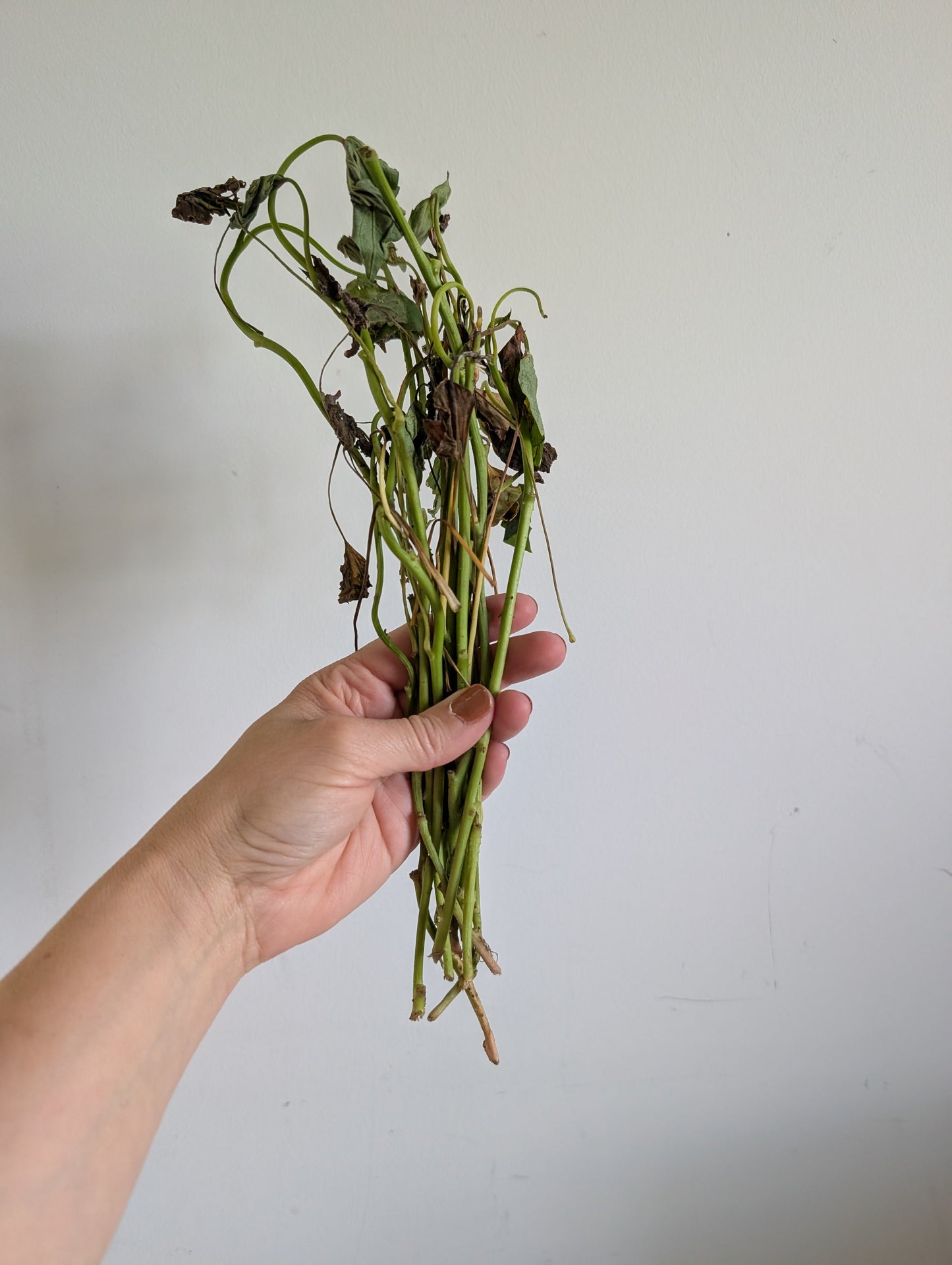 Bayou Belle Sweet Potato Slips