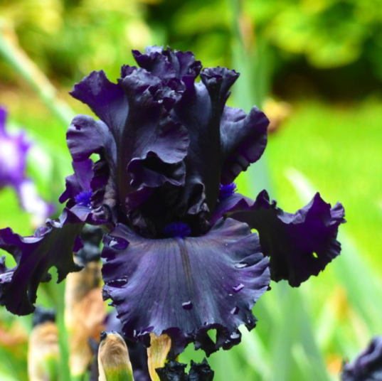 Bearded Iris 'All Night Long'