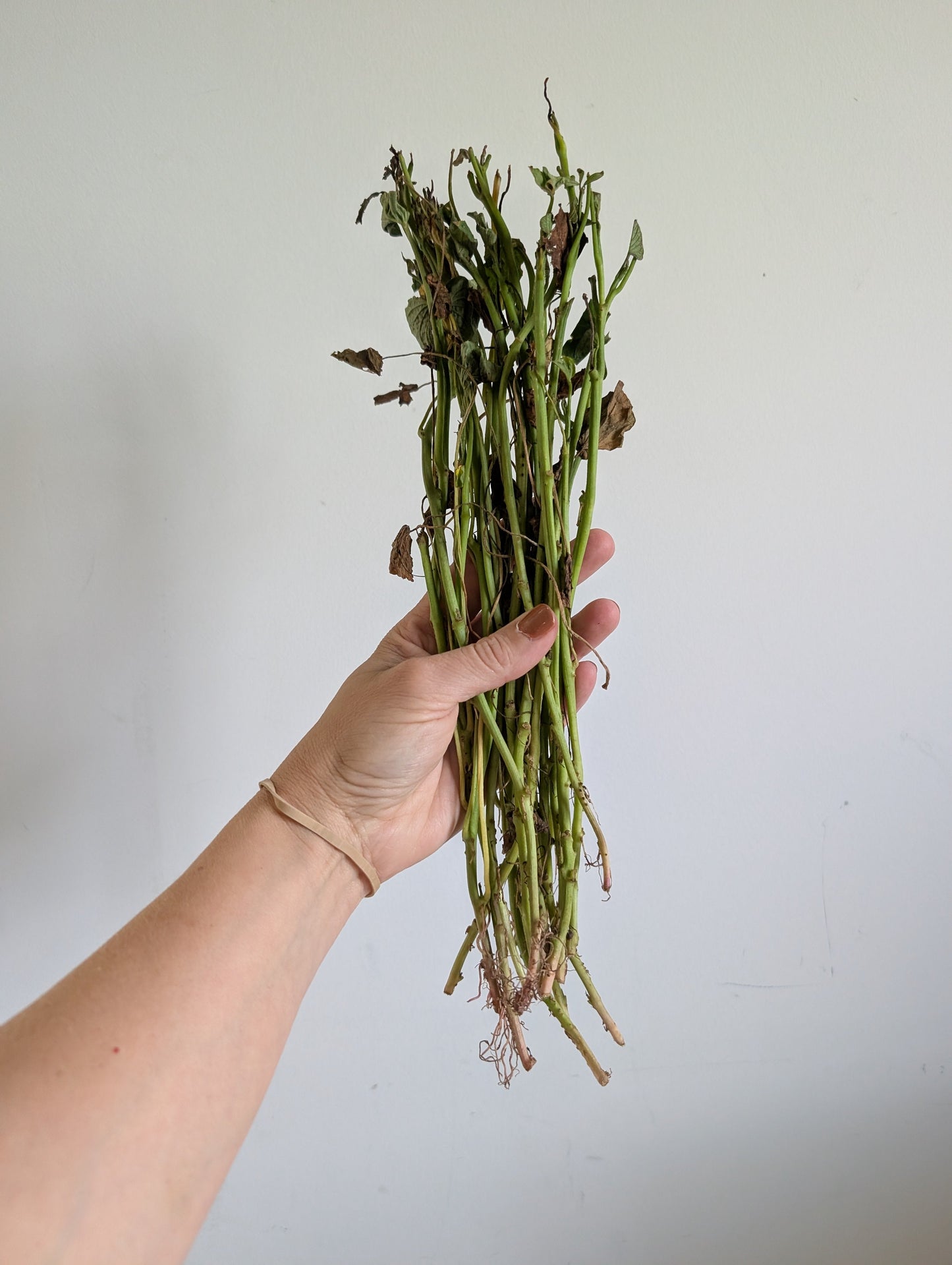 Beauregard Sweet Potato Slips