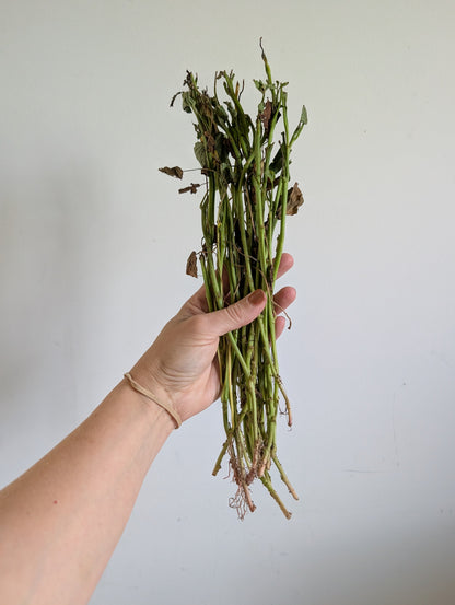 Beauregard Sweet Potato Slips