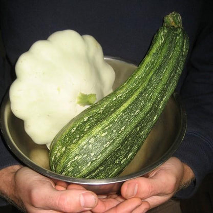 Benning's Green Tint Patty Pan Squash vendor-unknown