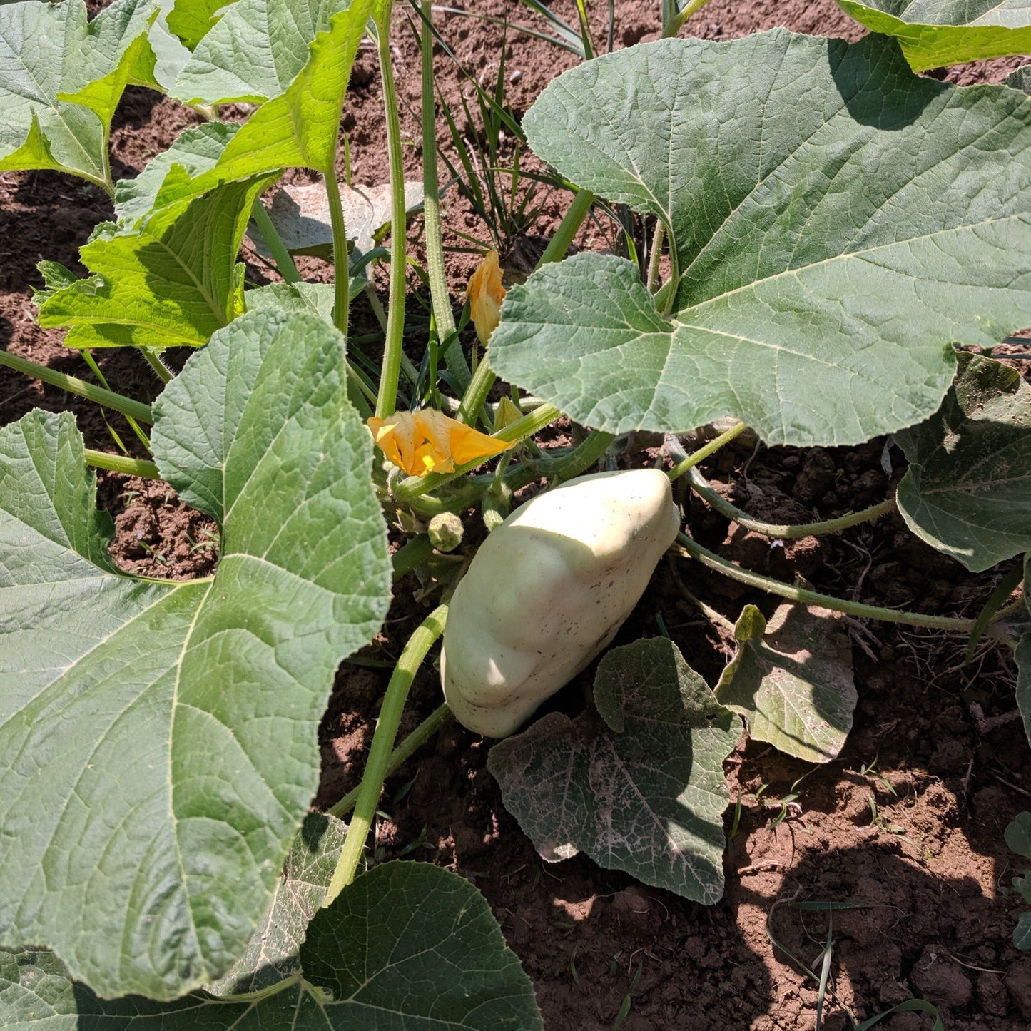 Benning's Green Tint Patty Pan Squash vendor-unknown