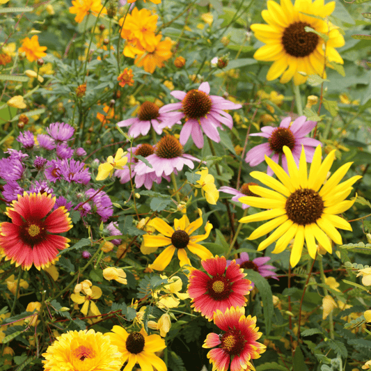 Bird Lover's Wildflower Seed Mix – flower seed variety