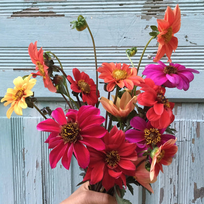 Bishop's Children Dahlia Tuber Collection