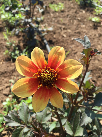 Bishop's Children Dahlia vendor-unknown
