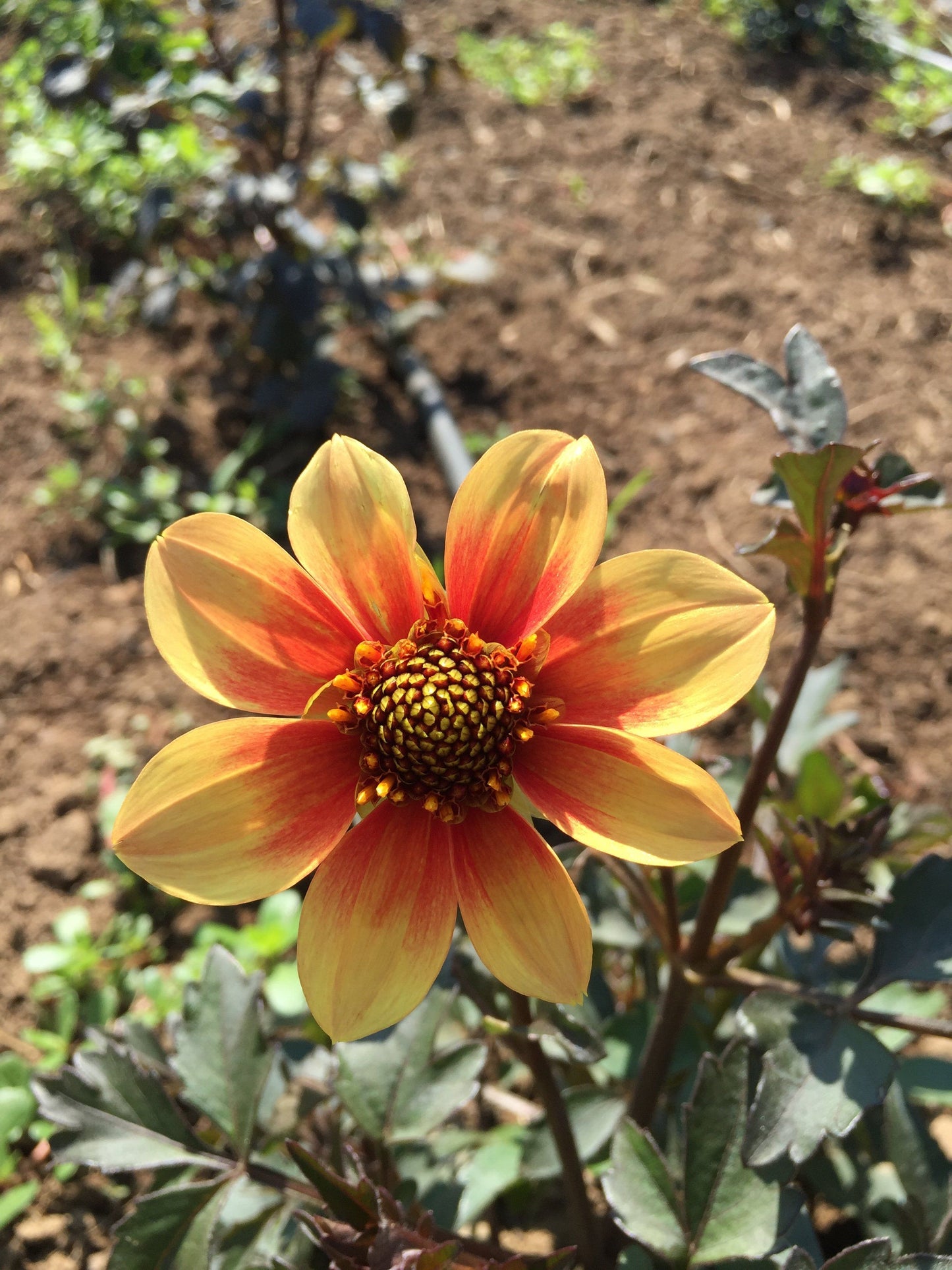 Bishop's Children Dahlia Tuber Collection