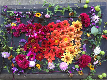 Bishop's Children Dahlia Tuber Collection