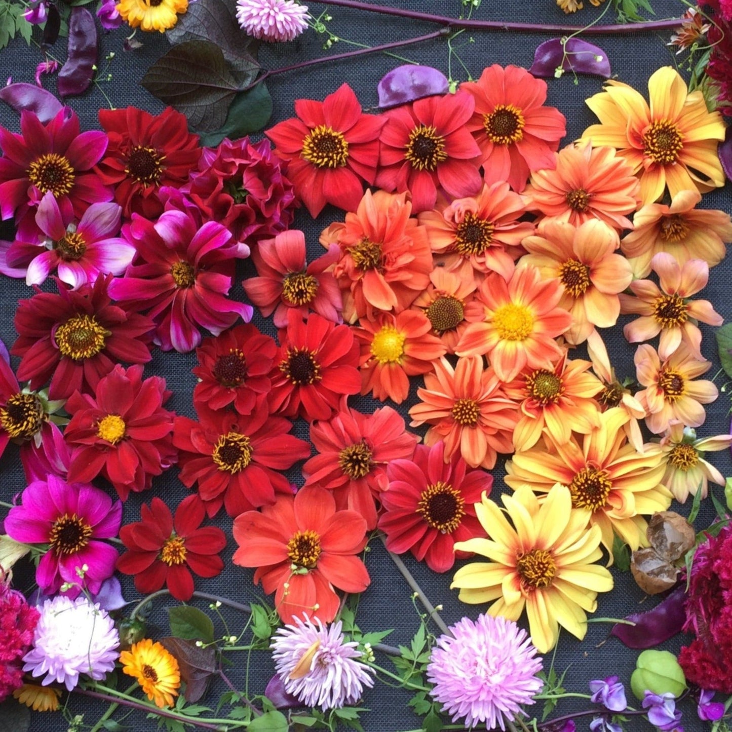 Bishop's Children Dahlia Tuber Collection
