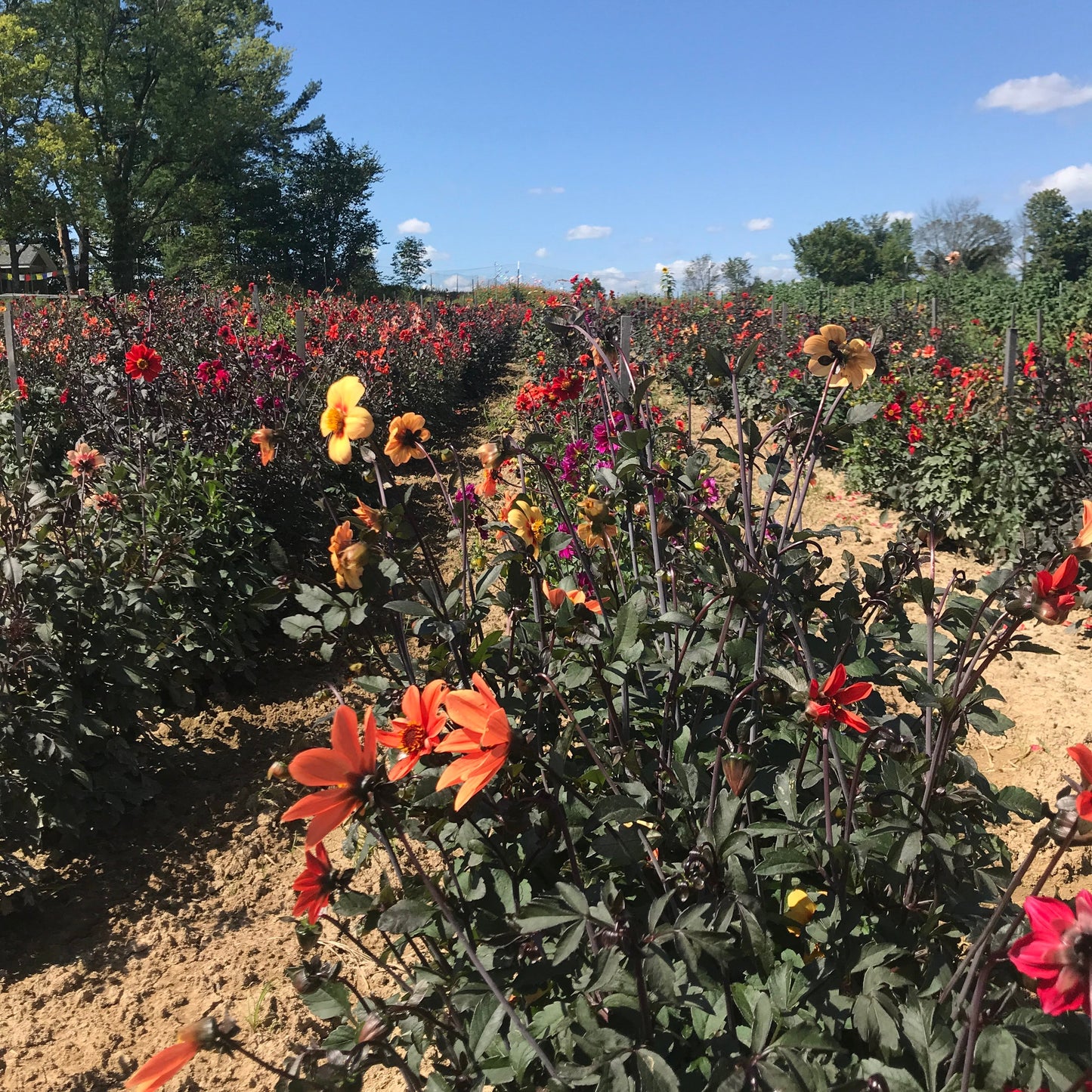 Bishop's Children Dahlia Seed