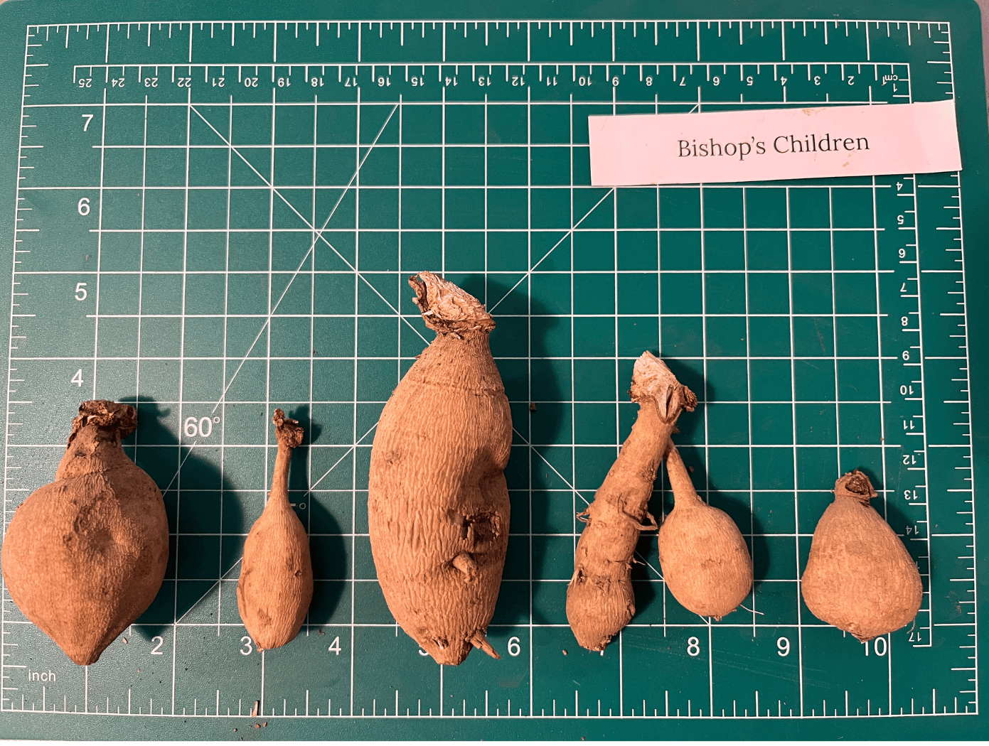 Bishop's Children Dahlia Tuber Collection