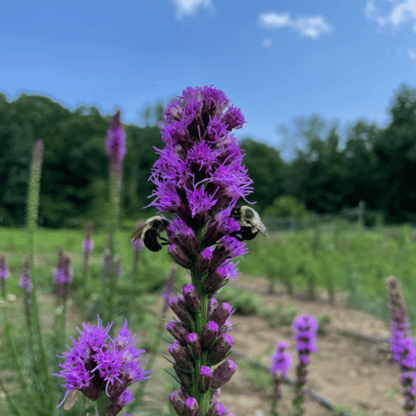 Blazing Star Seedlings