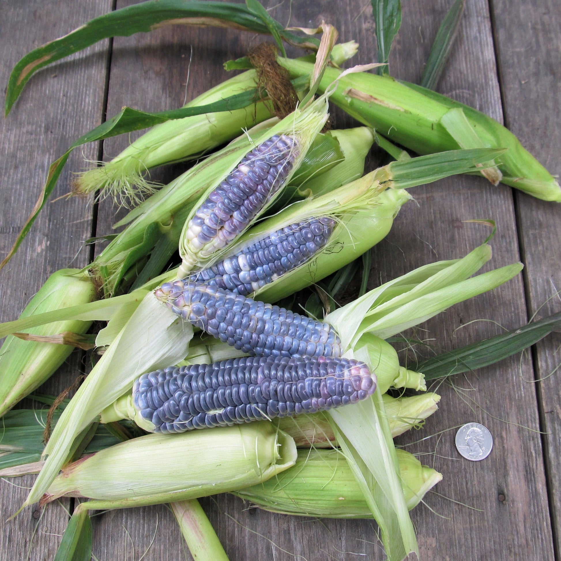 Blue Jade Dwarf Sweet Corn vendor-unknown