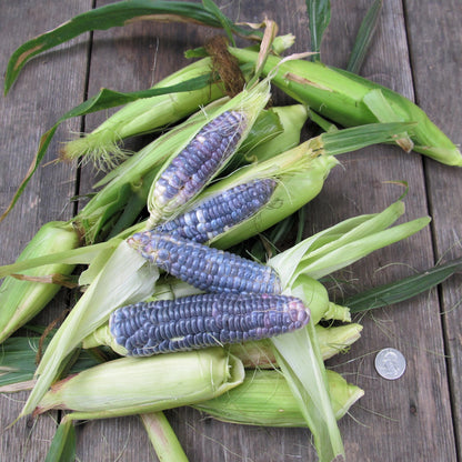 Blue Jade Dwarf Sweet Corn vendor-unknown