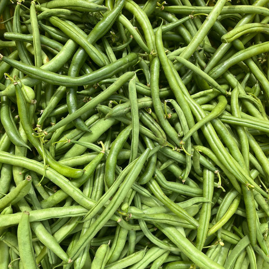Blue Lake FM-1K Pole Bean – vegetable seed variety