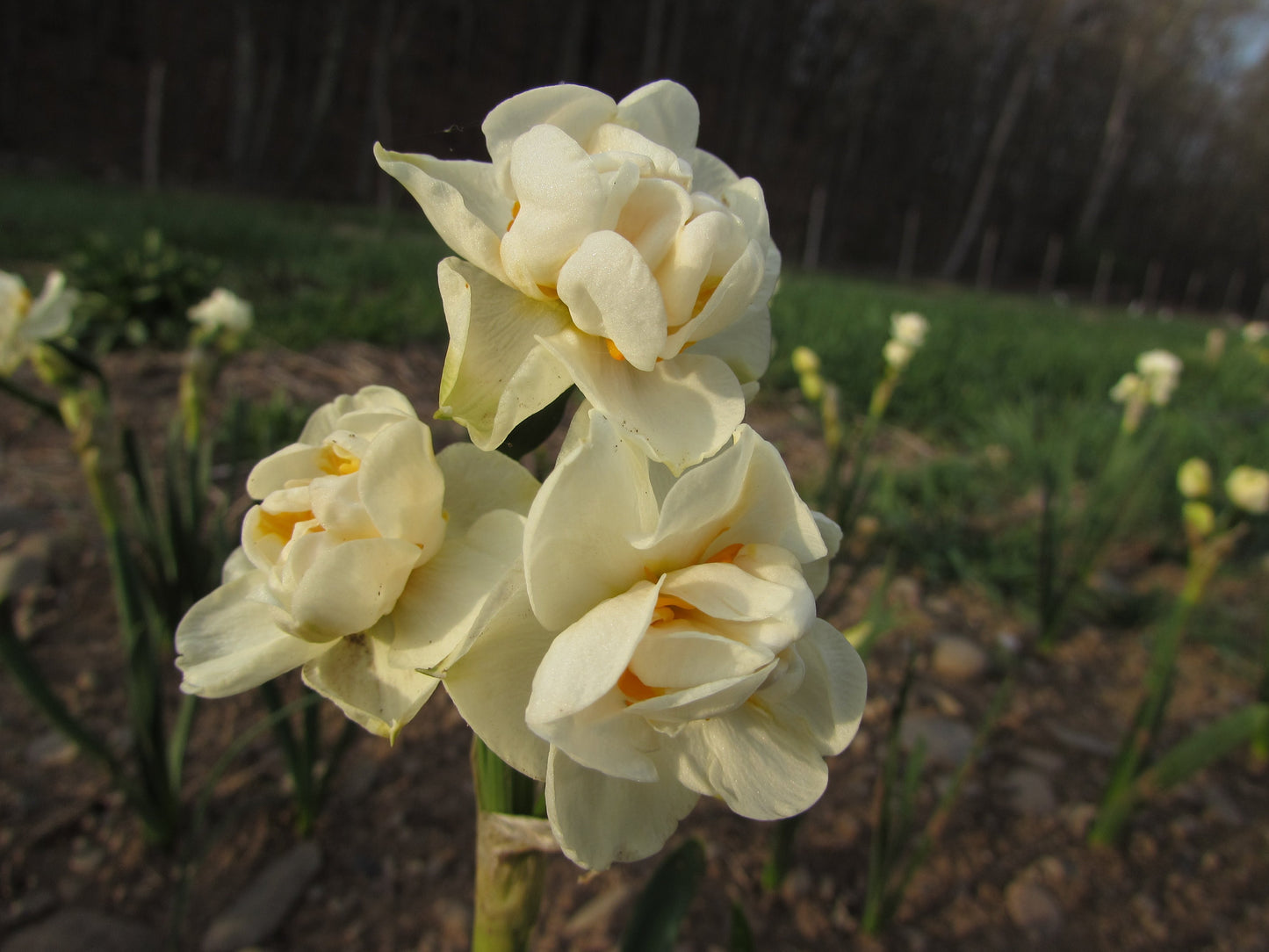 Narcissus 'Bridal Crown'
