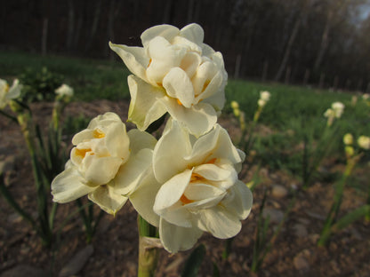 Narcissus 'Bridal Crown'