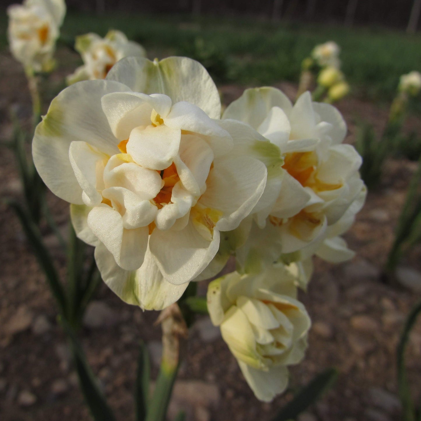 Narcissus 'Bridal Crown'