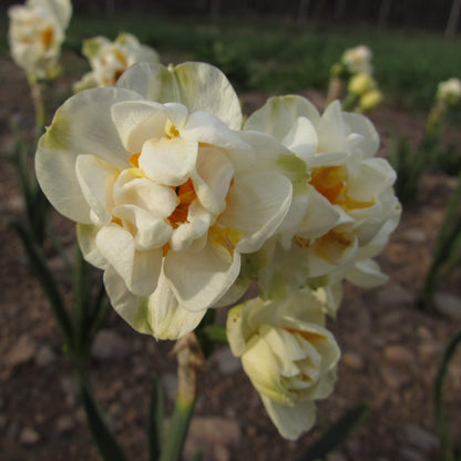 Narcissus 'Bridal Crown'