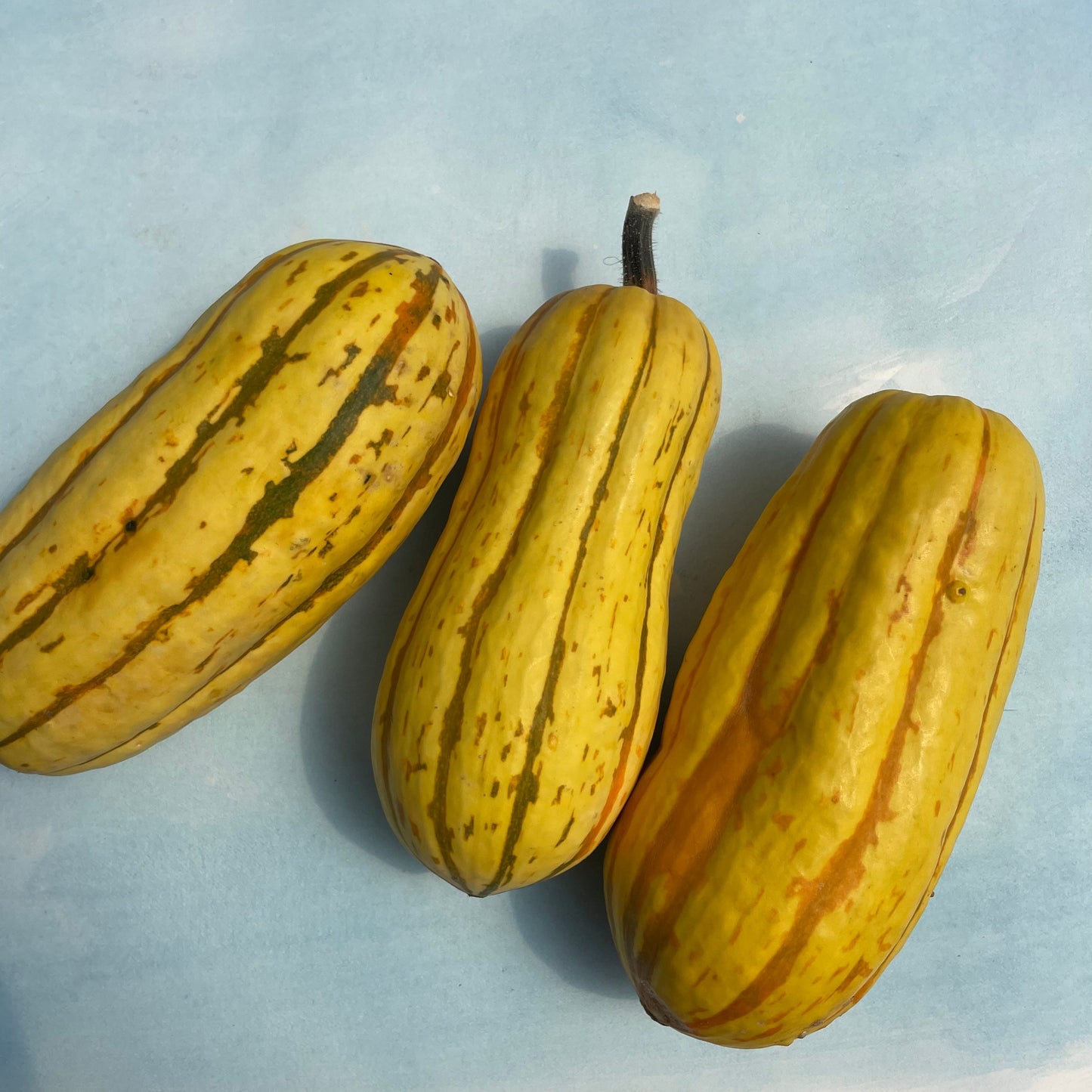 Cornell's Bush Delicata Squash