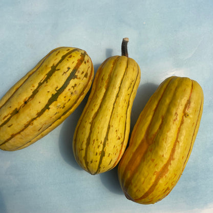 Cornell's Bush Delicata Squash