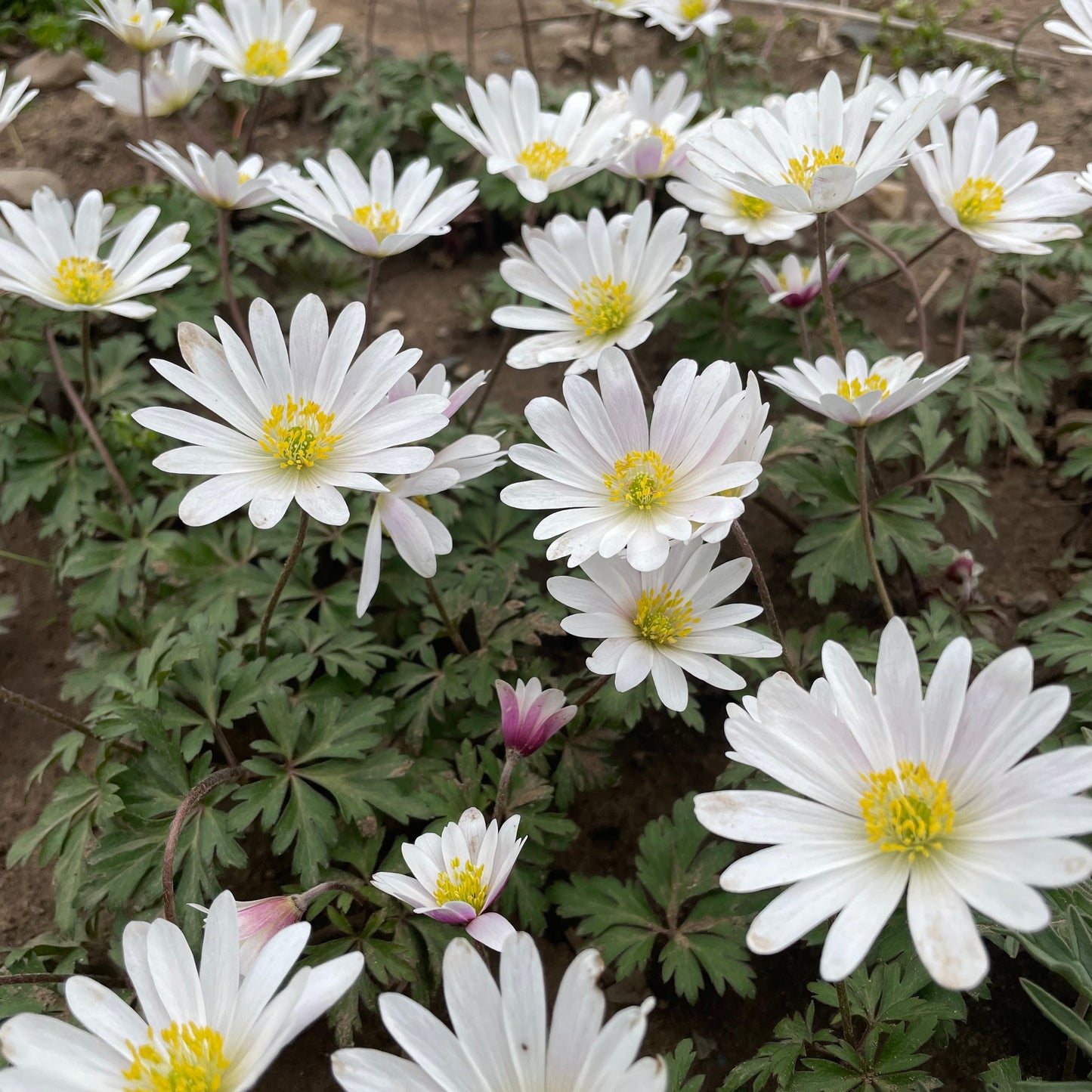 Anemone blanda 'White Splendor'