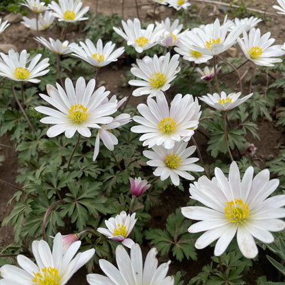 Anemone blanda 'White Splendor'