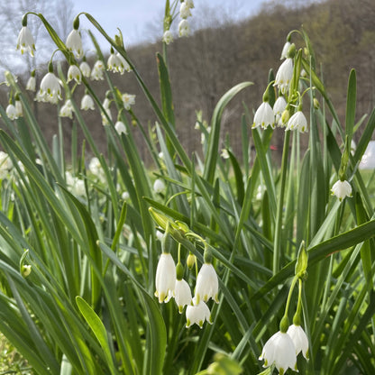 Summer Snowflake 'Gravetye Giant'