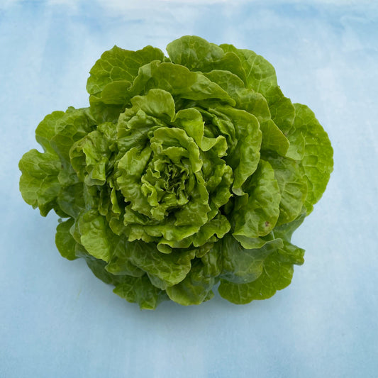 Tom Thumb Lettuce – vegetable seed variety