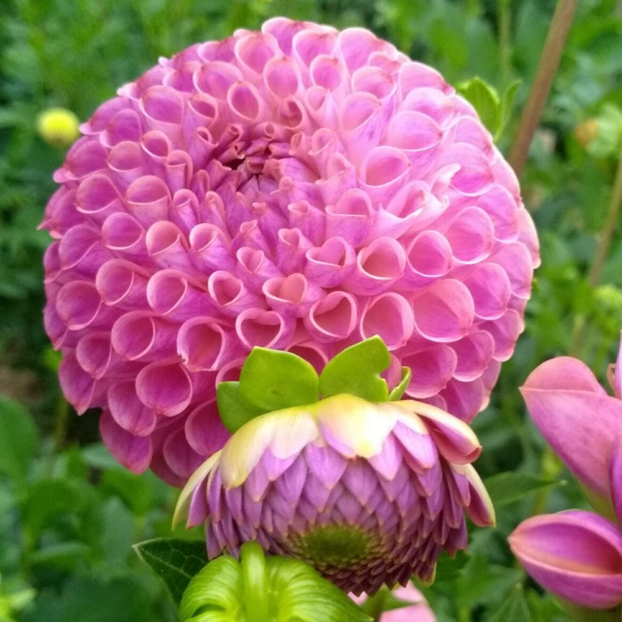 Caitlin's Joy Dahlia Tuber vendor-unknown