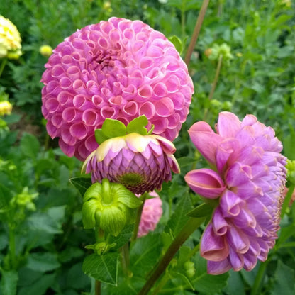 Caitlin's Joy Dahlia Tuber vendor-unknown