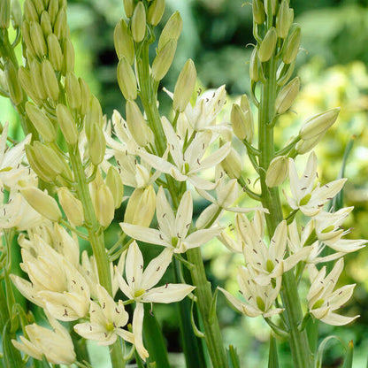 Camassia leichtlinii alba